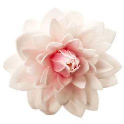 Dahlia Rose Geant Azyme